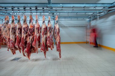 Flewischer, bir kasap dükkanının soğuk deposunda yeni katledilmiş sığır parçalarını inceliyor. Helal kesimi.