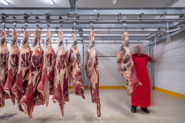 Flewischer, bir kasap dükkanının soğuk deposunda yeni katledilmiş sığır parçalarını inceliyor. Helal kesimi.