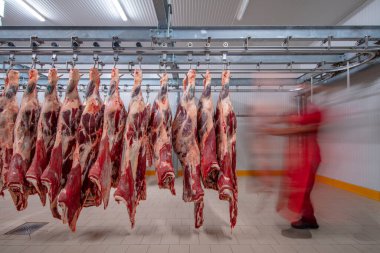 Flewischer, bir kasap dükkanının soğuk deposunda yeni katledilmiş sığır parçalarını inceliyor. Helal kesimi.