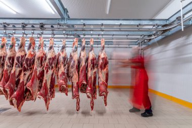 Flewischer, kasap dükkanının soğuk deposunda yeni katledilmiş sığır parçalarını inceliyor..