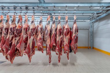 Flewischer, kasap dükkanının soğuk deposunda yeni katledilmiş sığır parçalarını inceliyor..