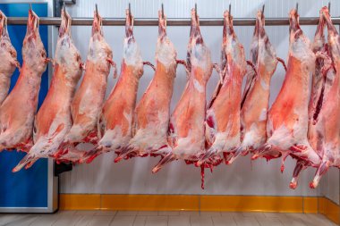 Dondurulmuş depo, donmuş kuzu leşlerinden kancalar. Helal kesiği.