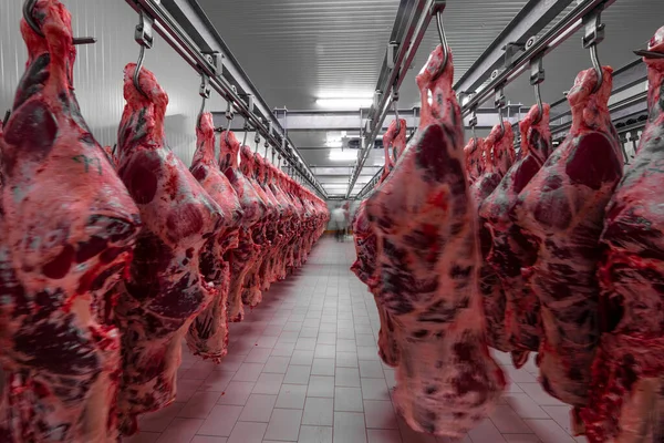 Daha fazla yiyecek işlemek için et fabrikasının buzdolabındaki kancalara asılı taze kesilmiş sığır parçaları. Helal kesimi.