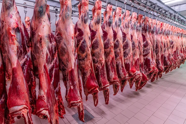 Sığırlar kesilmiş ve mezbahada asılmış. Helal kesimi.