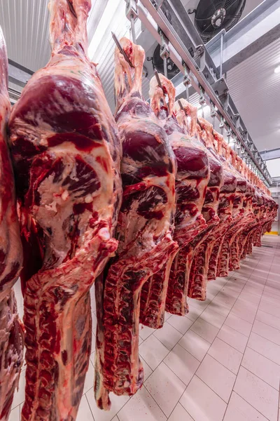 Sığırlar kesilmiş ve mezbahada asılmış. Helal kesimi.