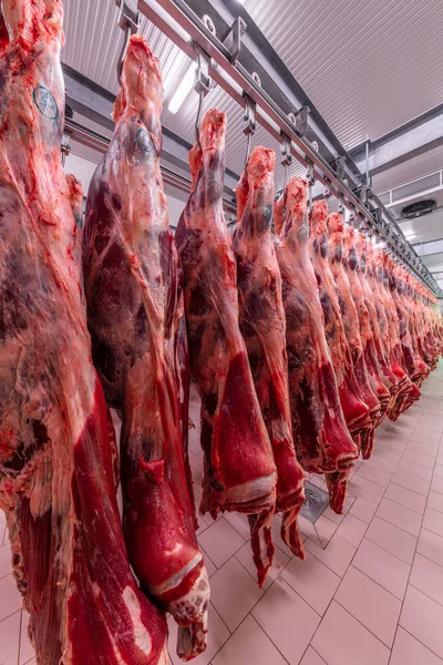 Sığırlar kesilmiş ve mezbahada asılmış. Helal kesimi.