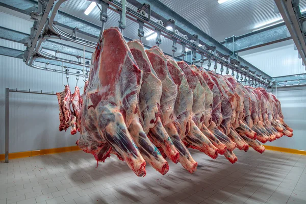 Et endüstrisi, dondurucuda sallanan etler. Sığırlar kesilmiş ve mezbahada asılmış. Helal kesimi.