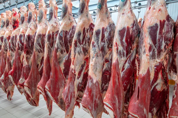 Industria Cárnica Carnes Colgando Almacén Frigorífico Cascabeles Cortados Colgados Gancho — Foto de Stock