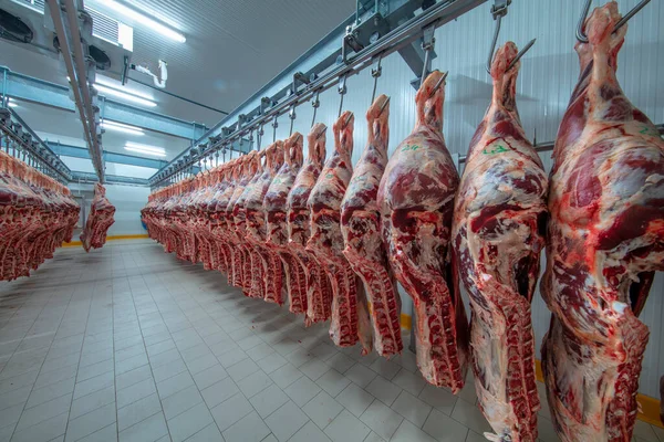 Мясная Промышленность Мясо Висит Холодильнике Скотобойни Режут Вешают Крючок Скотобойне — стоковое фото