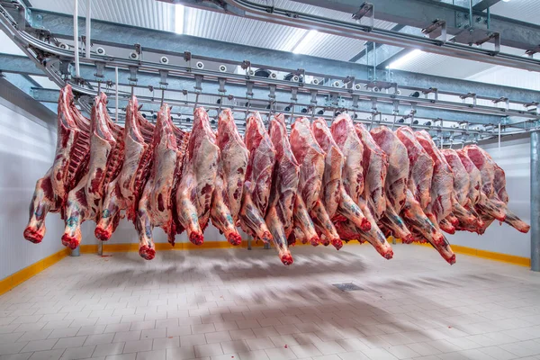 Et endüstrisi, dondurucuda sallanan etler. Sığırlar kesilmiş ve mezbahada asılmış. Helal kesimi.