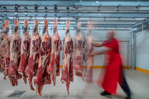 Flewischer, bir kasap dükkanının soğuk deposunda yeni katledilmiş sığır parçalarını inceliyor. Helal kesimi.