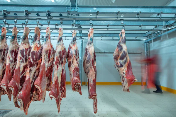 Flewischer, bir kasap dükkanının soğuk deposunda yeni katledilmiş sığır parçalarını inceliyor. Helal kesimi.