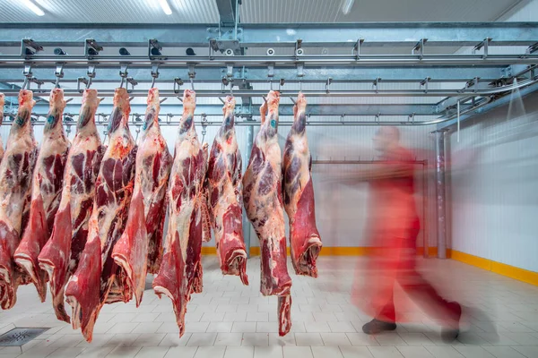 Flewischer, bir kasap dükkanının soğuk deposunda yeni katledilmiş sığır parçalarını inceliyor. Helal kesimi.