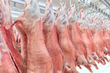 Soğuk hava deposu, soğutulmuş depo, mezbahada donmuş kuzu leşlerinden asılı kancalar. Helal kesimi.