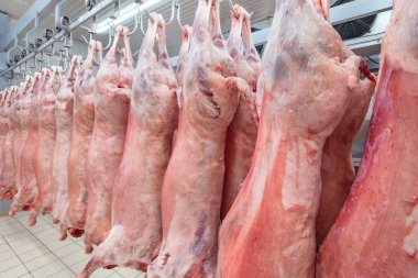 Soğuk hava deposu, soğutulmuş depo, mezbahada donmuş kuzu leşlerinden asılı kancalar. Helal kesimi.