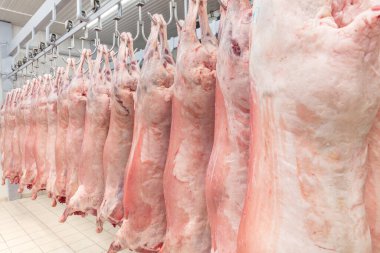 Soğuk hava deposu, soğutulmuş depo, mezbahada donmuş kuzu leşlerinden asılı kancalar. Helal kesimi.