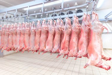 Soğuk hava deposu, soğutulmuş depo, mezbahada donmuş kuzu leşlerinden asılı kancalar. Helal kesimi.