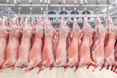 Soğuk hava deposu, soğutulmuş depo, mezbahada donmuş kuzu leşlerinden asılı kancalar. Helal kesimi.