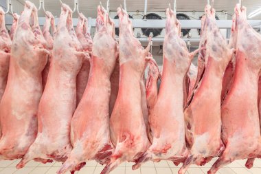 Soğuk hava deposu, soğutulmuş depo, mezbahada donmuş kuzu leşlerinden asılı kancalar. Helal kesimi.