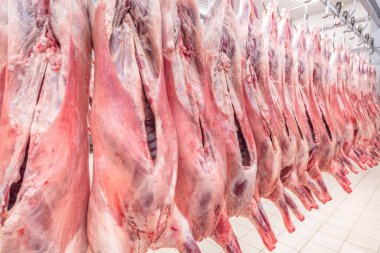 Soğuk hava deposu, soğutulmuş depo, mezbahada donmuş kuzu leşlerinden asılı kancalar. Helal kesimi.