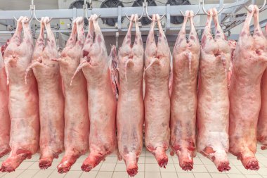 Soğuk hava deposu, soğutulmuş depo, mezbahada donmuş kuzu leşlerinden asılı kancalar. Helal kesimi.