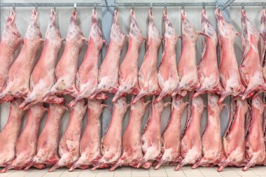 Soğuk hava deposu, dondurulmuş depo, donmuş kuzu leşlerinin kancaları. Helal kesiği.