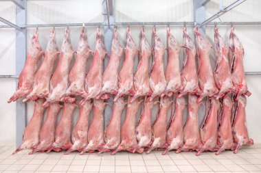 Soğuk hava deposu, dondurulmuş depo, donmuş kuzu leşlerinin kancaları. Helal kesiği.