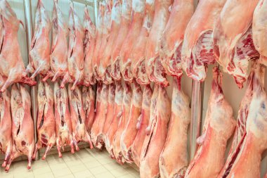 Soğuk hava deposu, dondurulmuş depo, donmuş kuzu leşlerinin kancaları. Helal kesiği.