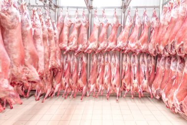 Soğuk hava deposu, dondurulmuş depo, donmuş kuzu leşlerinin kancaları. Helal kesiği.