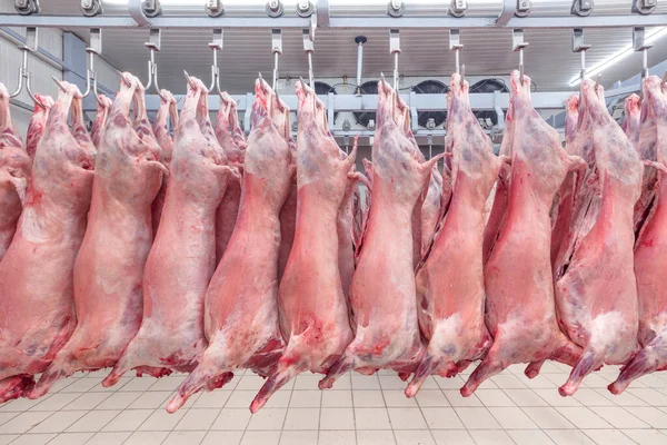 Soğuk hava deposu, soğutulmuş depo, mezbahada donmuş kuzu leşlerinden asılı kancalar. Helal kesimi.