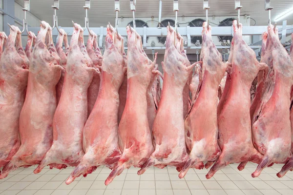 Soğuk hava deposu, soğutulmuş depo, mezbahada donmuş kuzu leşlerinden asılı kancalar. Helal kesimi.