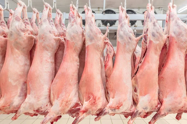 Soğuk hava deposu, soğutulmuş depo, mezbahada donmuş kuzu leşlerinden asılı kancalar. Helal kesimi.