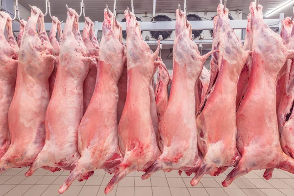 Soğuk hava deposu, soğutulmuş depo, mezbahada donmuş kuzu leşlerinden asılı kancalar. Helal kesimi.