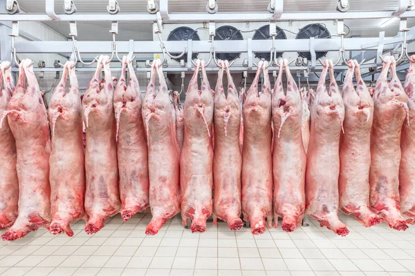 Soğuk hava deposu, soğutulmuş depo, mezbahada donmuş kuzu leşlerinden asılı kancalar. Helal kesimi.