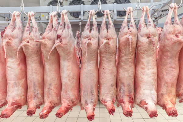 Soğuk hava deposu, soğutulmuş depo, mezbahada donmuş kuzu leşlerinden asılı kancalar. Helal kesimi.