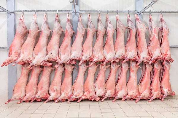 Soğuk hava deposu, dondurulmuş depo, donmuş kuzu leşlerinin kancaları. Helal kesiği.