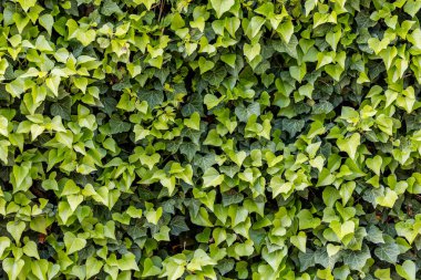 Arka plan olarak yeşil çim dokusu