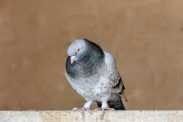Gros Plan Beau Pigeon — Photo