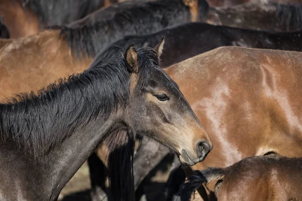 Free Roaming Horses Mountains — 图库照片