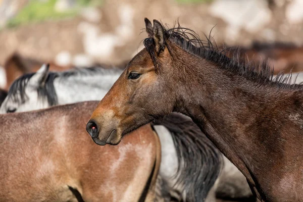 Free Roaming Horses Mountains — 图库照片