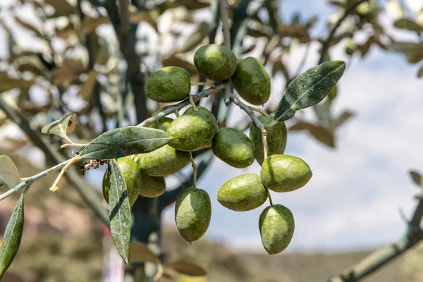 close-up view of green leaves with olives