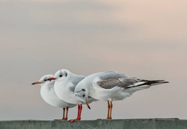 Gün batımında iskelede duran martılar