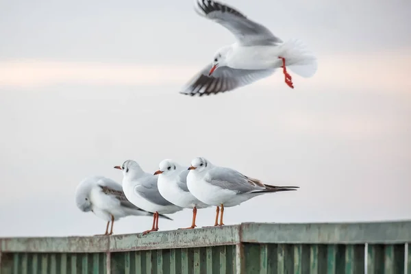 Seagulls Standing Pier Sunset — Stock Fotó