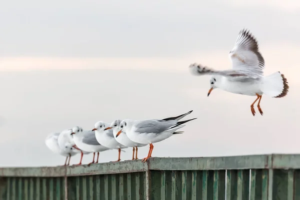 Seagulls Standing Pier Sunset — Stock Fotó