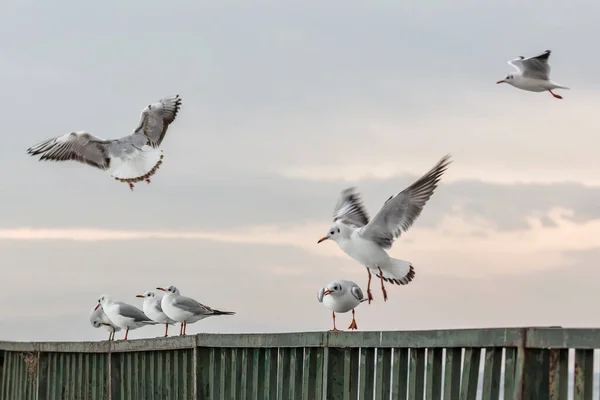 Seagulls Standing Pier Sunset — Stock Fotó