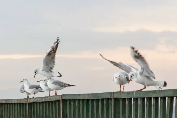 Seagulls Standing Pier Sunset — Stock Fotó