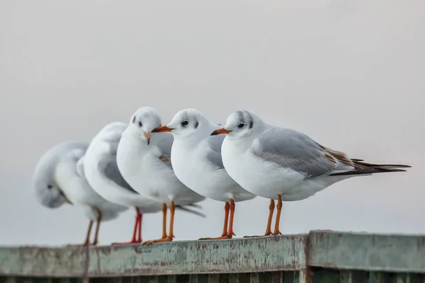 Seagulls Standing Pier Sunset — Photo