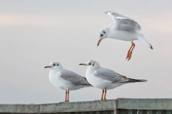 Seagulls Standing Pier Sunset — Stock Fotó