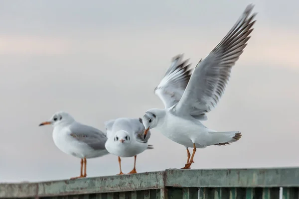 Seagulls Standing Pier Sunset — Φωτογραφία Αρχείου