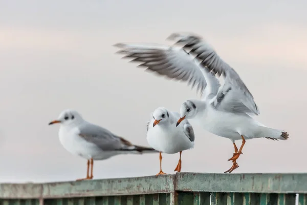 Seagulls Standing Pier Sunset — Stock Photo, Image